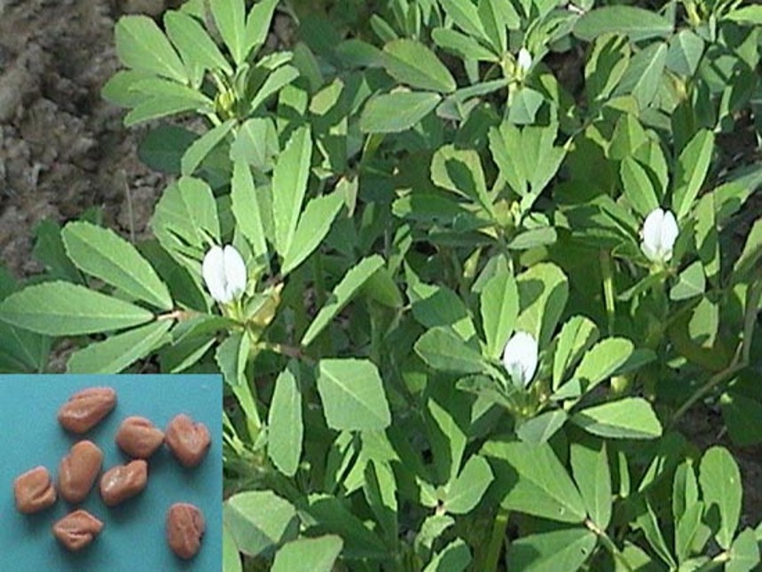 Sementes de Feno Grego, trigonella foenum-graecum